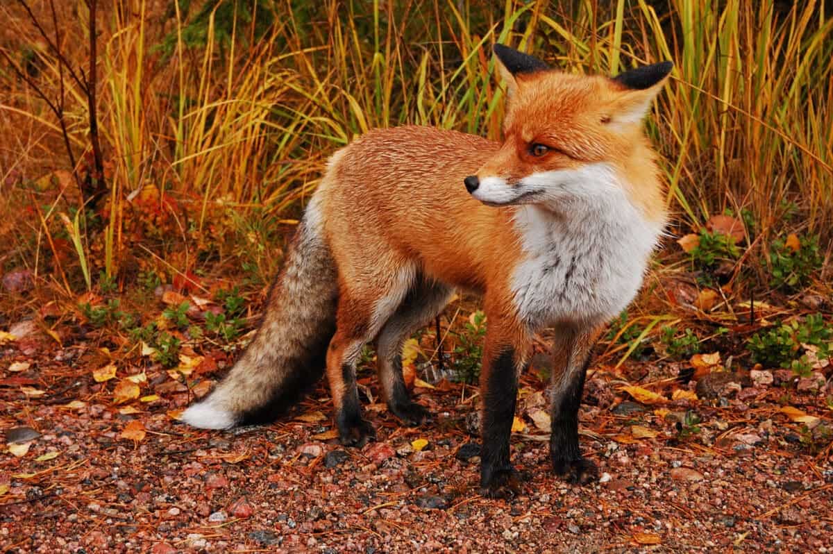 Renard roux sauvage