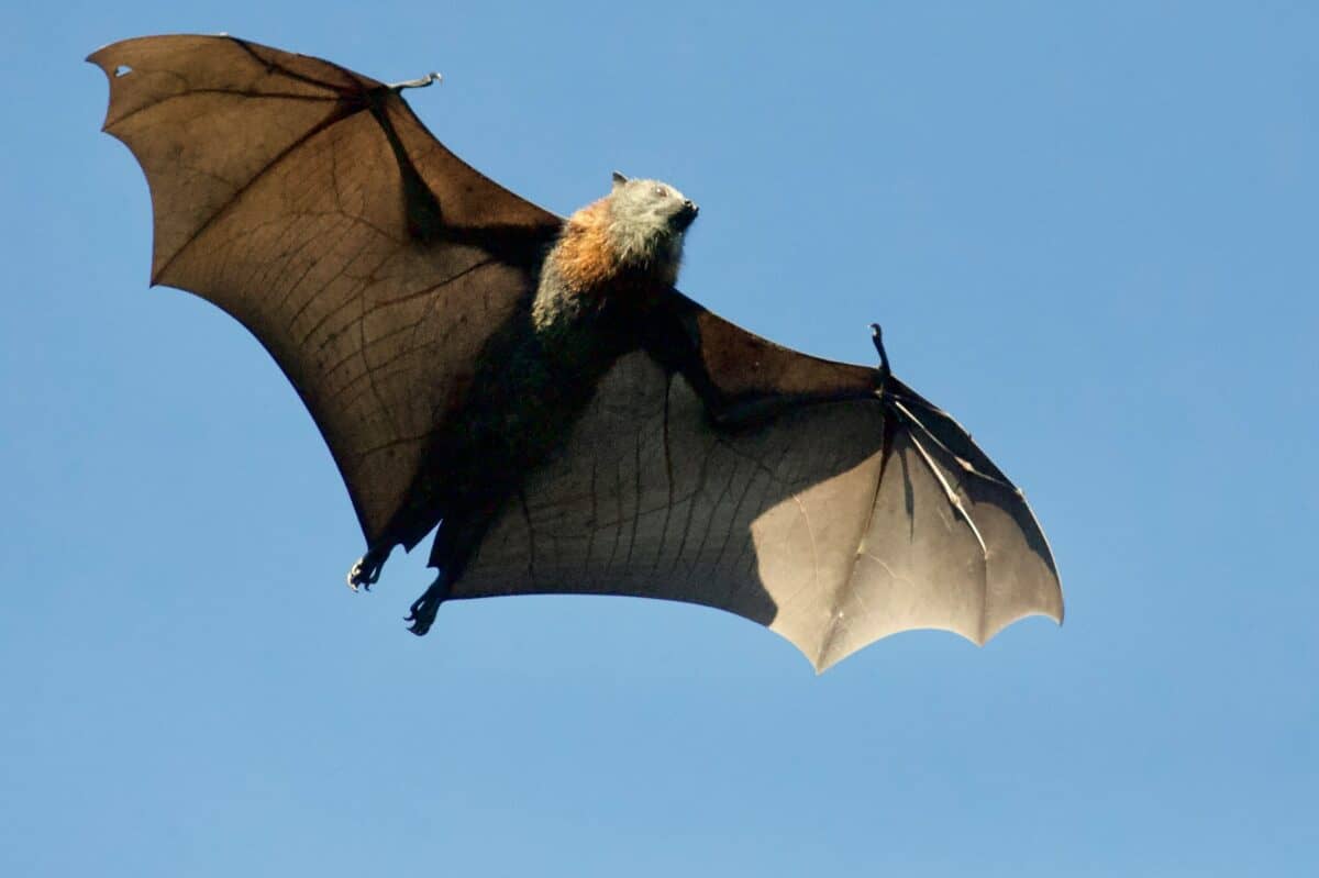 batte