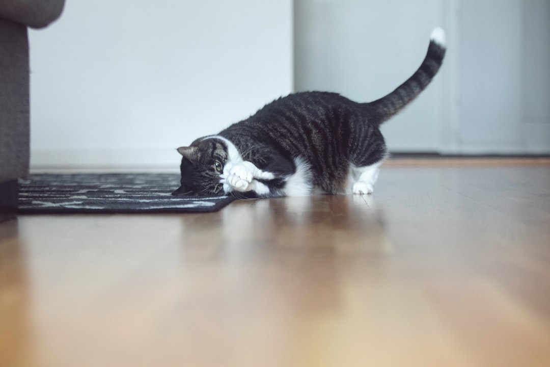 9. Traquer et bondir sur des jouets (crédits image : unsplash)
