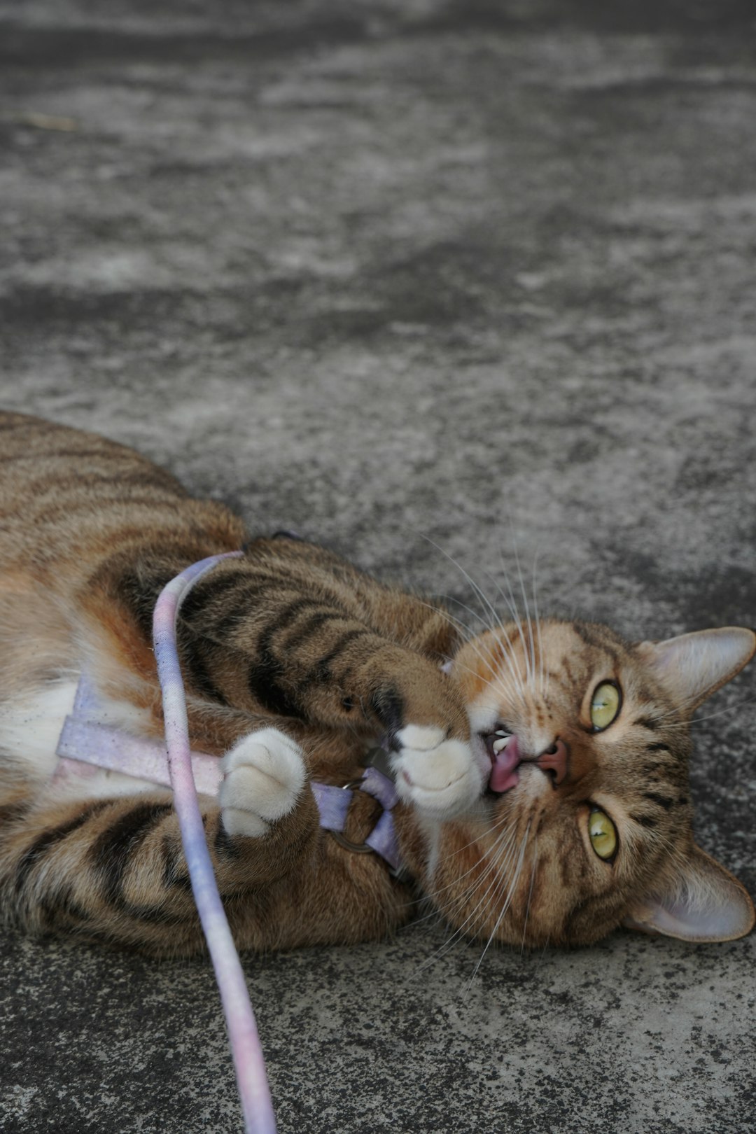 5. Battre à Dangling Strings (crédits image : unsplash)