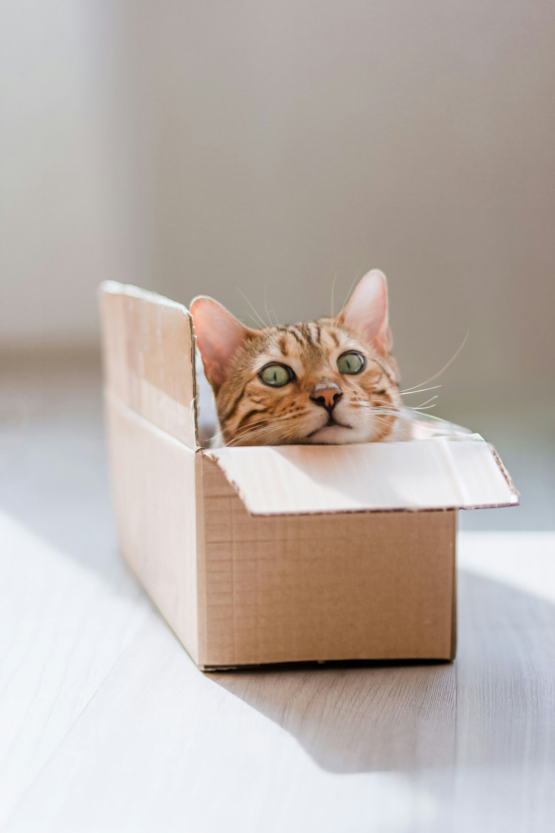 6. Se cacher dans des boîtes et des sacs (crédits image : unsplash)