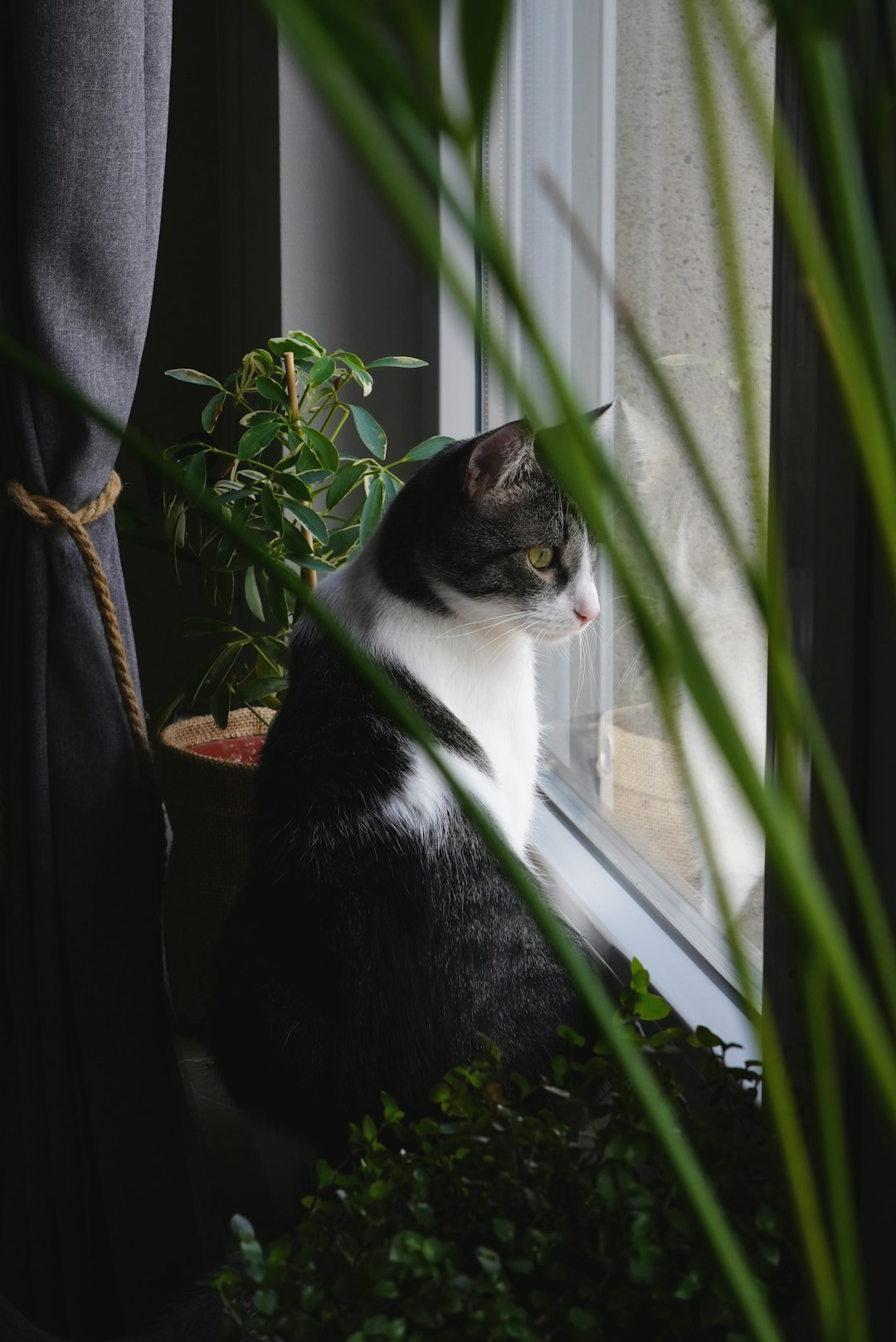 3. Observer les oiseaux depuis la fenêtre (crédits image : unsplash)