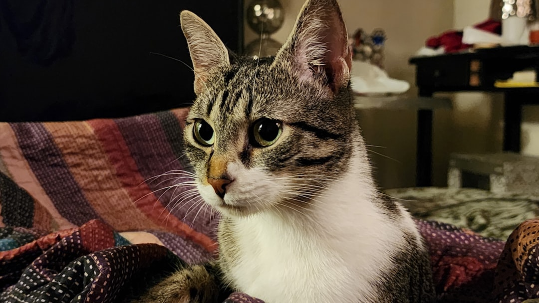 3 choses que font les chats et qui n'ont pas de sens pour nous (crédits image : unsplash)