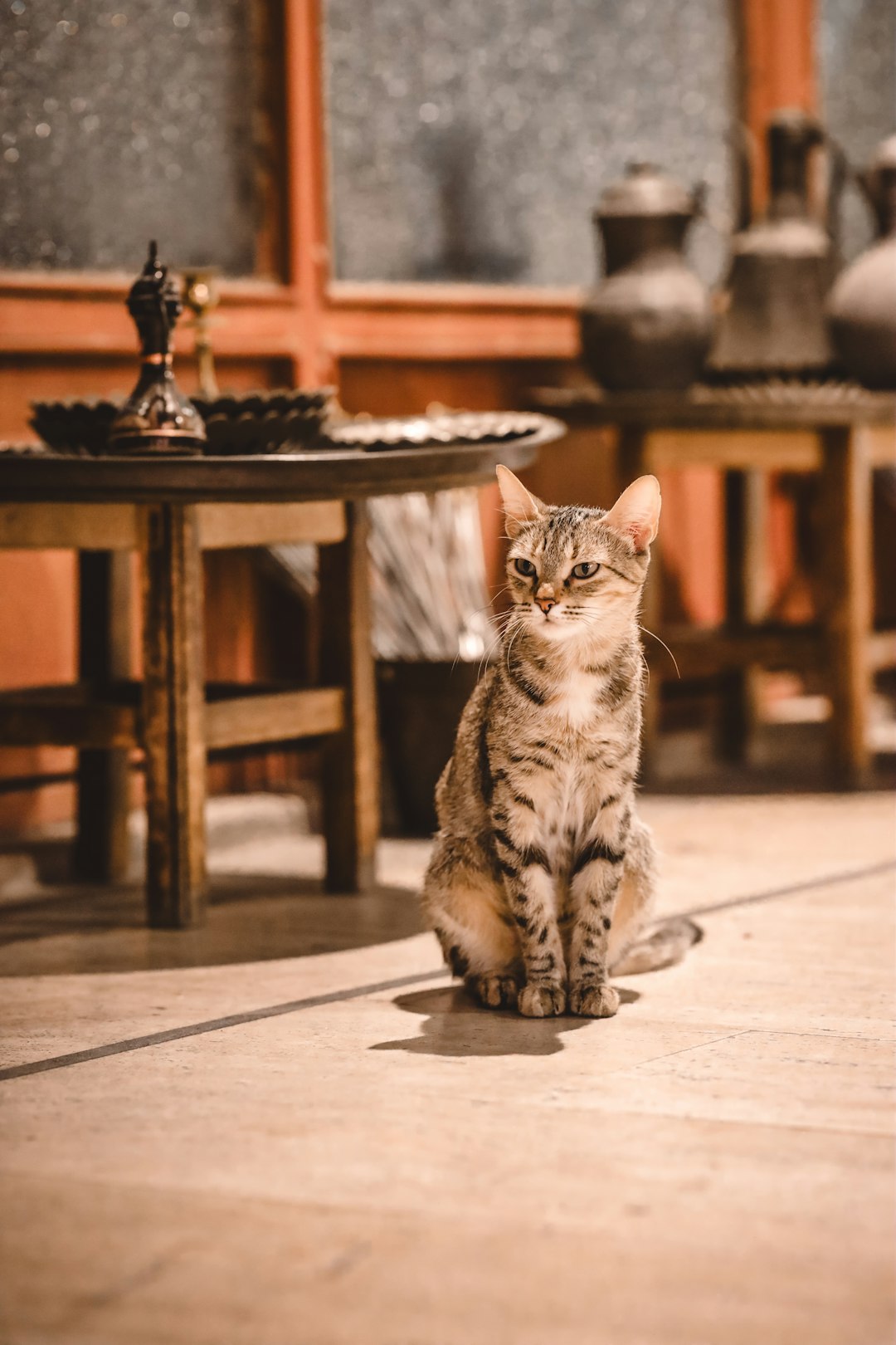 2. Lutte avec d'autres chats (crédits image : unsplash)