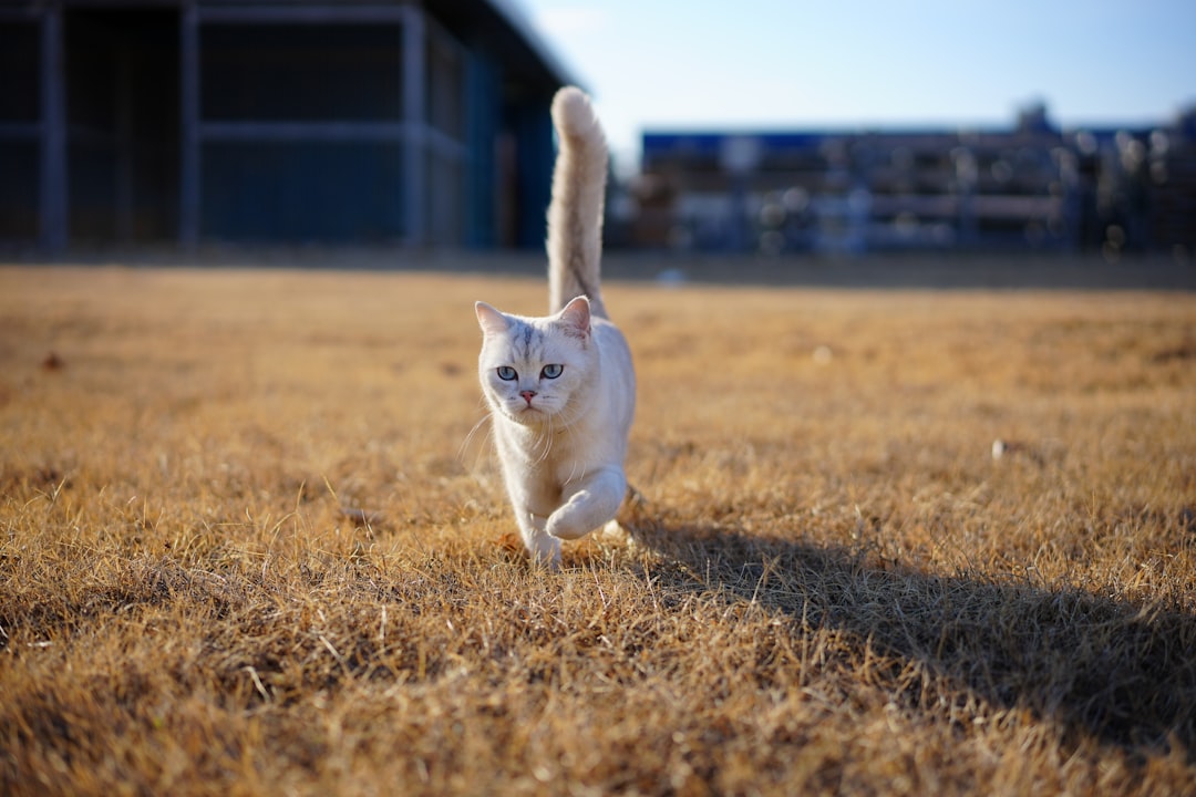 1. Les courses soudaines de « frénésie » (crédits image : unsplash)