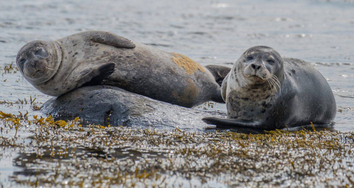 deux otaries près du plan d'eau pendant la journée