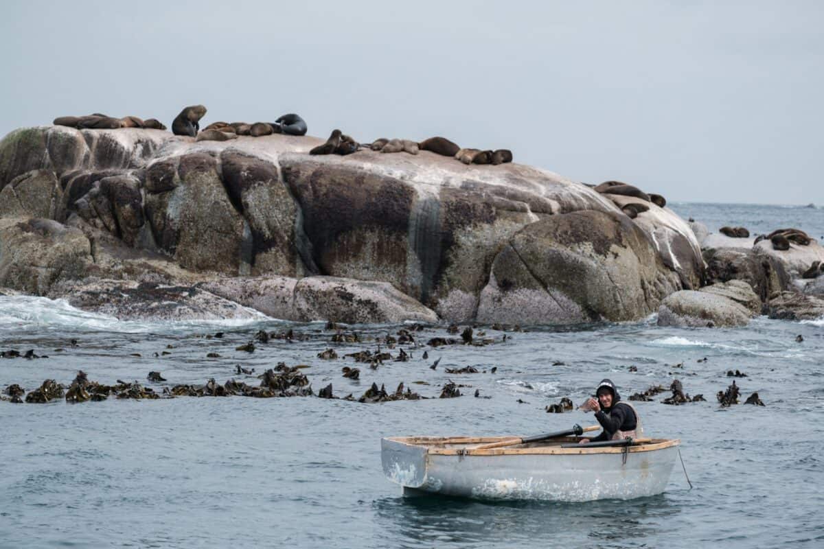 une personne dans un bateau dans l'eau avec un groupe de phoques