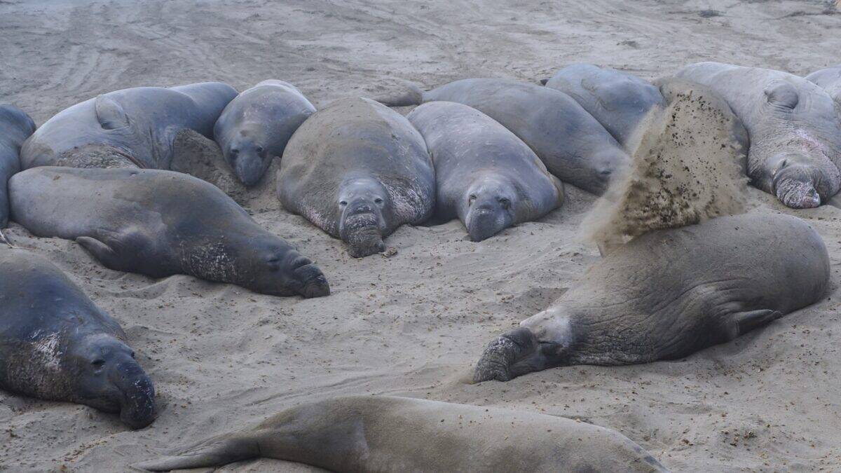 Un troupeau d'otaries posé sur une plage de sable