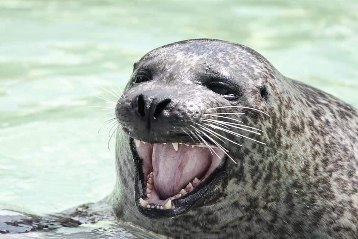 joint, museau, malmener, les dents, ouvrir, moustache, moustaches, la mer du nord, nager, mammifère, faune, scellés, station de secours, bien-être animal, sanctuaire de phoques, se baigner, alimentation, fourrure de phoques, joint, joint, joint, joint, joint, joints
