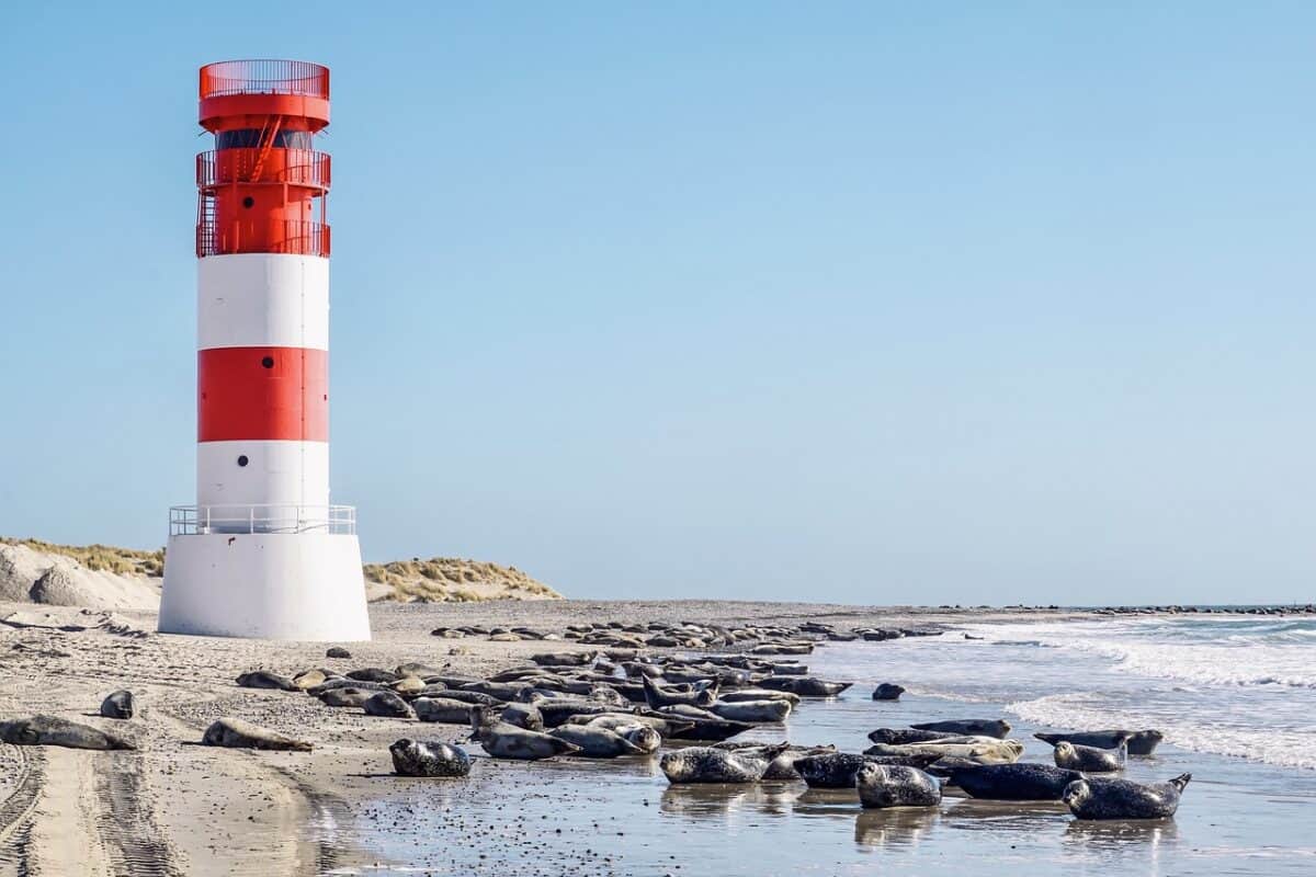 plage, phare, scellés, la mer du Nord, île, le sable, plage de sable, eau, point de repère, réserve naturelle, mer, Helgoland, créatures marines, faune, la nature, groupe, mensonge, Phoques gris, côte, paradis, dune, joint, mammifère, Phoque de chien, bain de soleil, phare, phare, phare, phare, phare, joint