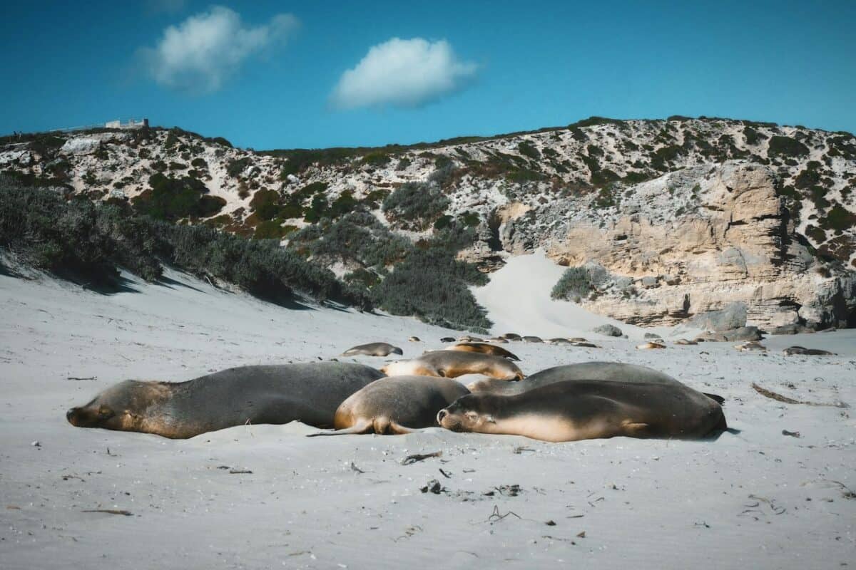 Un groupe d'otaries allongé sur une plage de sable