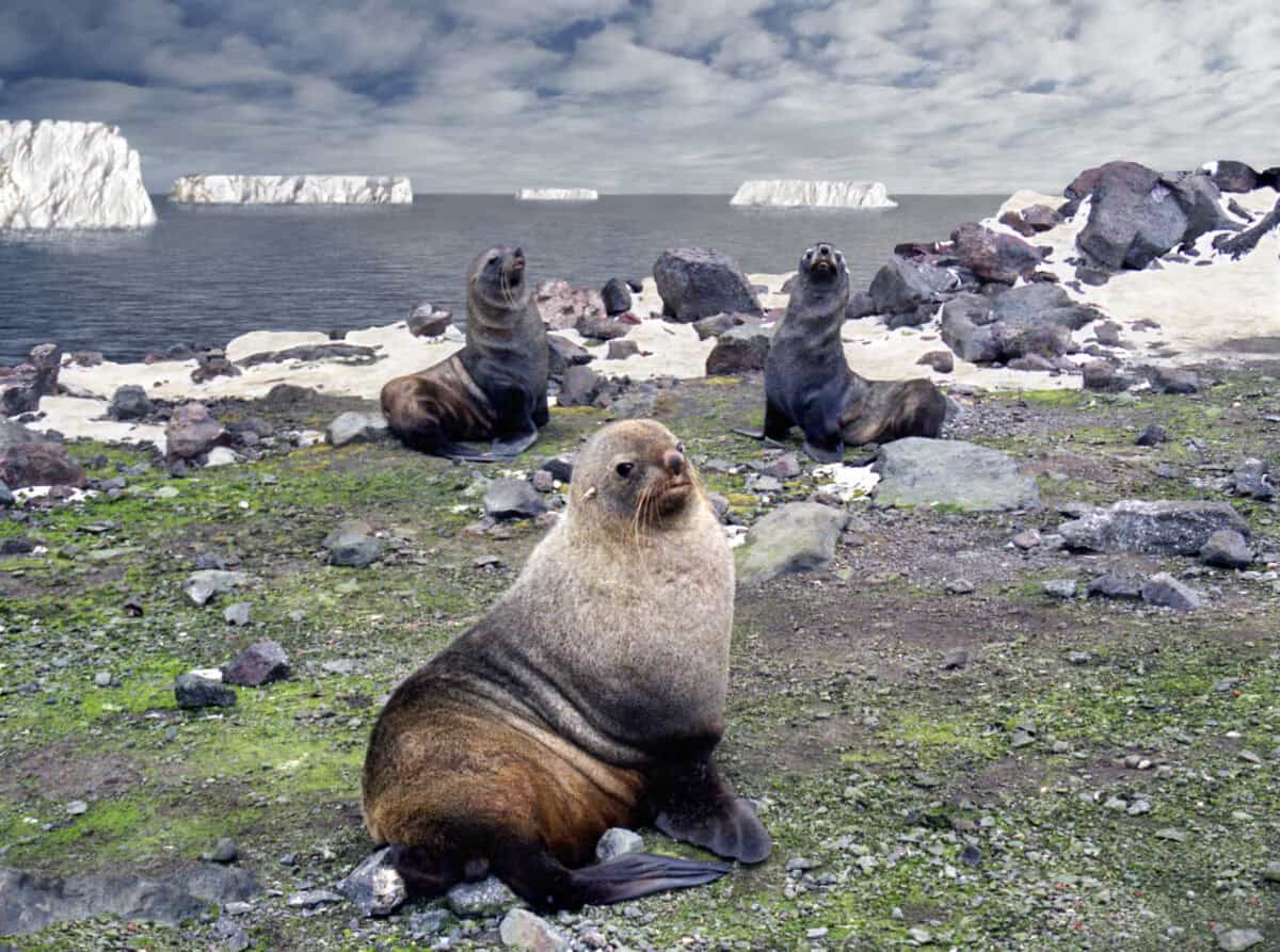 Phoques de l'Antarctique