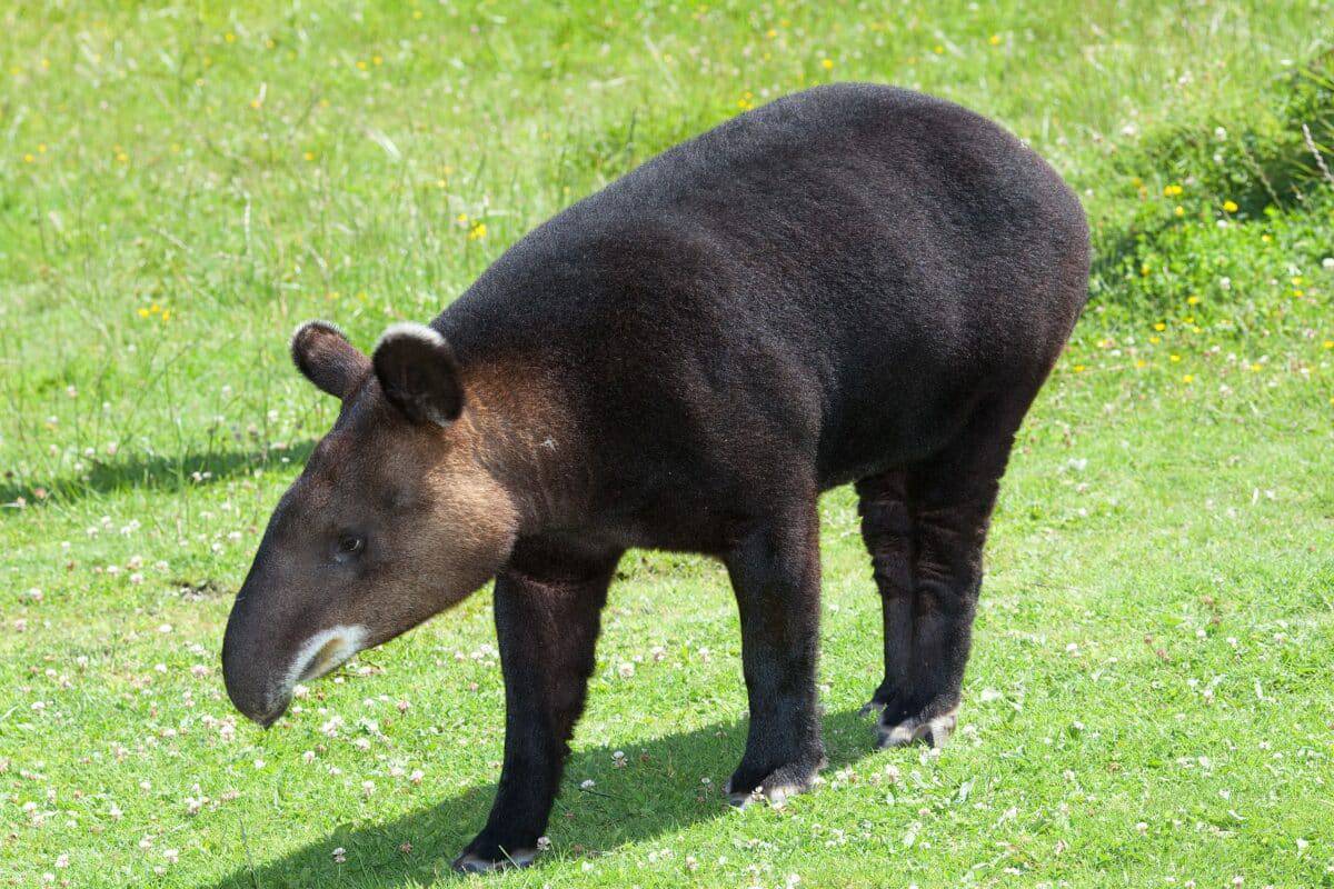 Tapir d'Amérique du Sud