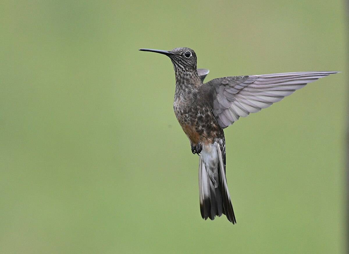 Colibri géant du Nord