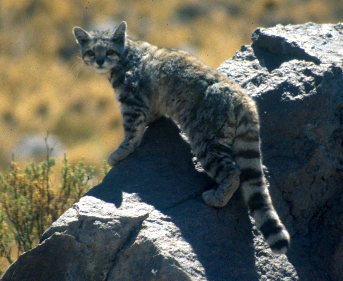 Chat des montagnes andines