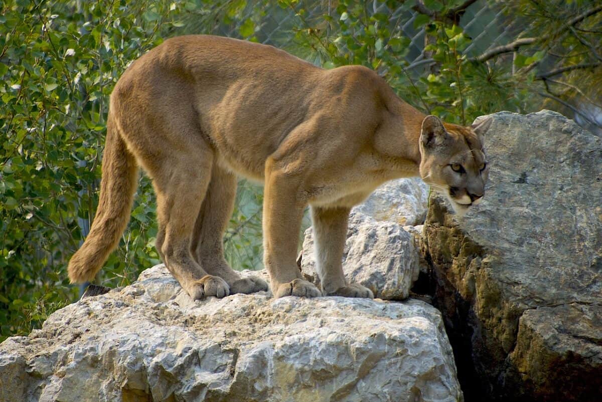 Un puma en bonne santé sur un rocher.
