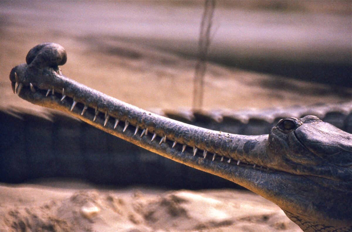 Gavial mâle avec Ghara dans le museau
