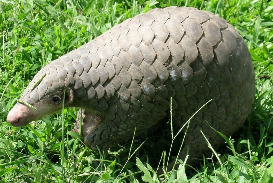 Pangolin chinois