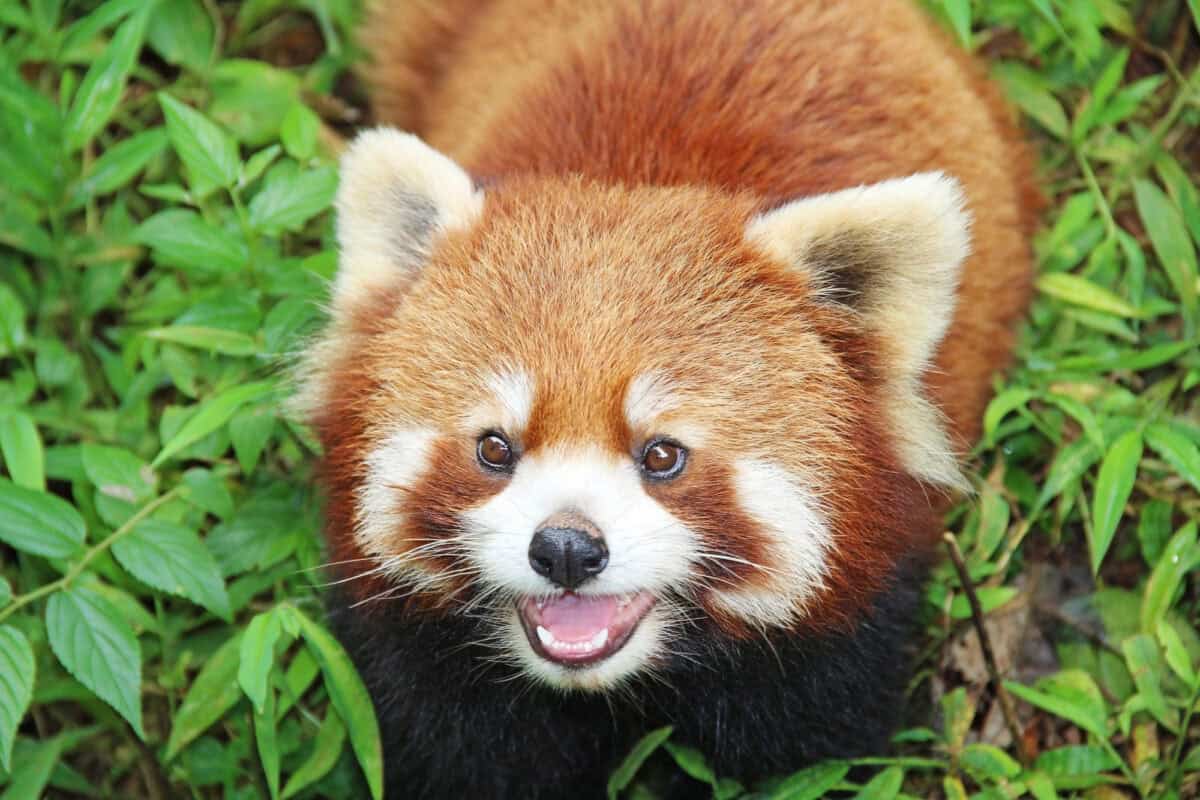 Firefox, le panda roux à Chengdu, Chine