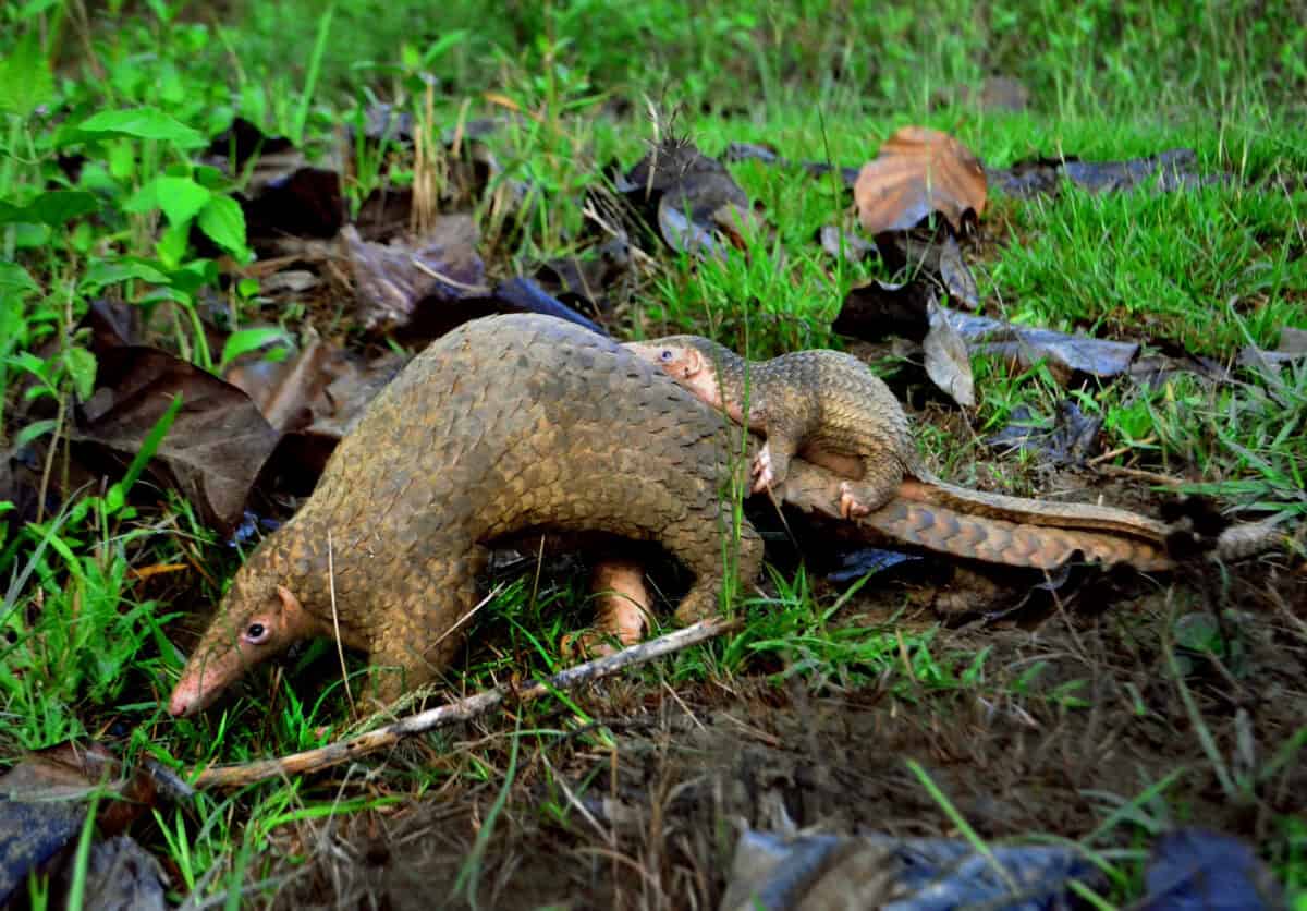 Une paire de pangolins à l'état sauvage, un pangolin marche sur le sol et un autre plus petit pangolin monte sur le dos, le sol est couvert de feuilles mortes et d'herbe montrant un environnement forestier naturel