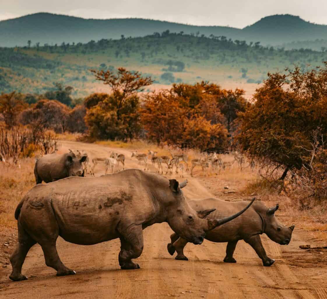trois rhinocéros marchant sur une route agricole