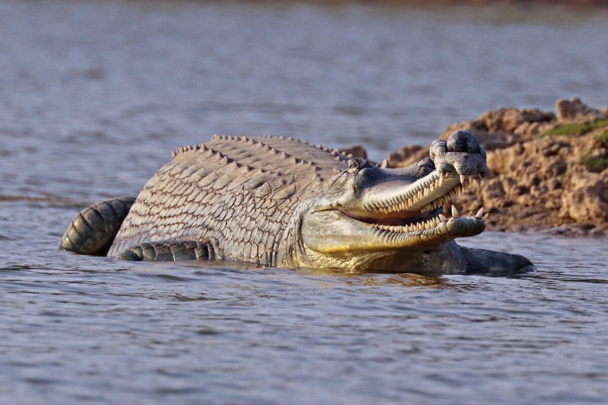 Gavial mâle