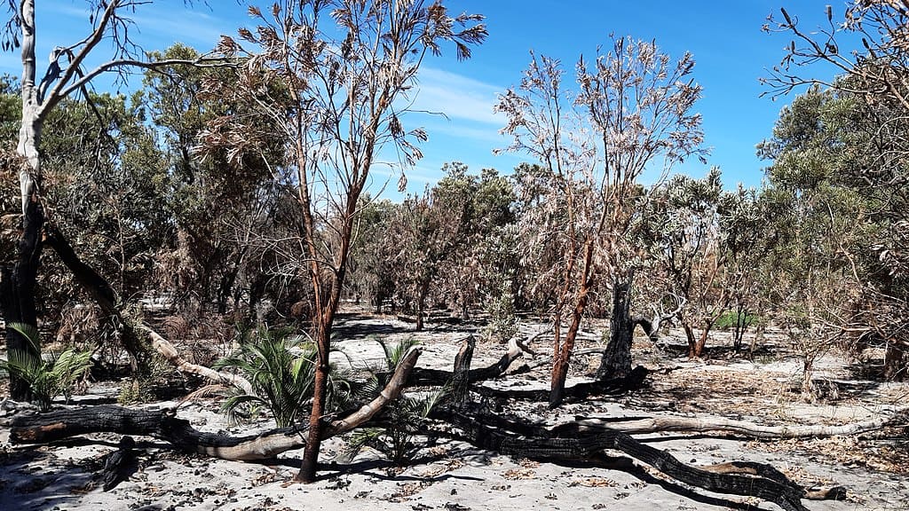 Effets des feux de brousse dans les zones humides de Spectacles, Australie occidentale, mars 2020