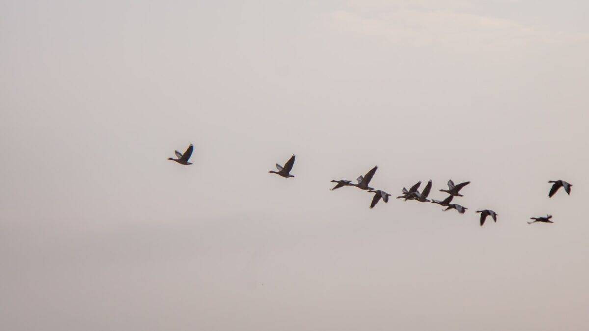 volée d'oiseaux qui volent