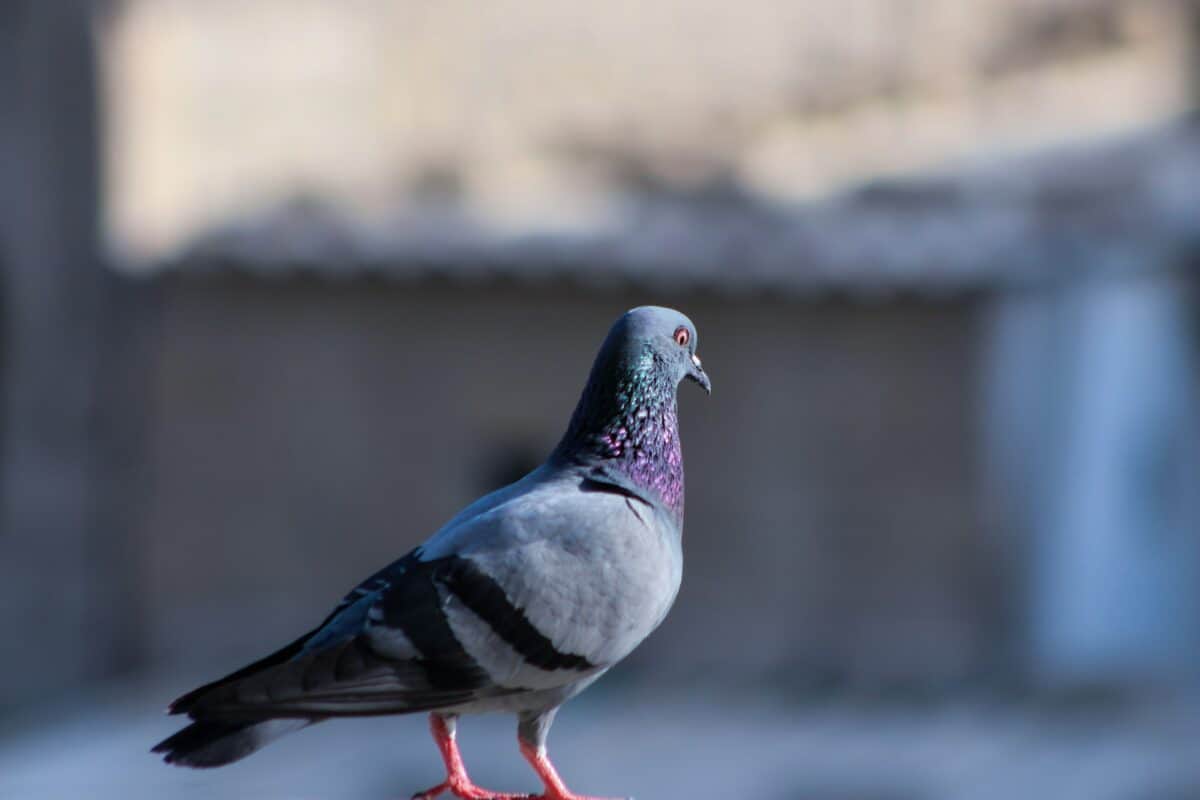 photo de mise au point du pigeon bleu