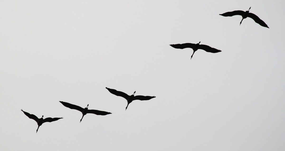 grues, des oiseaux, animal, formation de vol, faune, oiseaux migrateurs, volée d'oiseaux, spectacle naturel, expérience de la nature, essaim, collection, en vol, en volant, élégant, aile, paradis, des nuages, la nature, grues, oiseaux migrateurs, oiseaux migrateurs, oiseaux migrateurs, oiseaux migrateurs