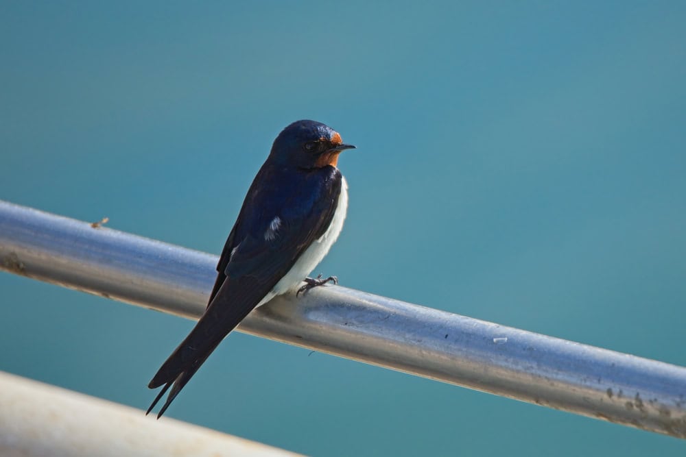 Hirondelle des Bahamas