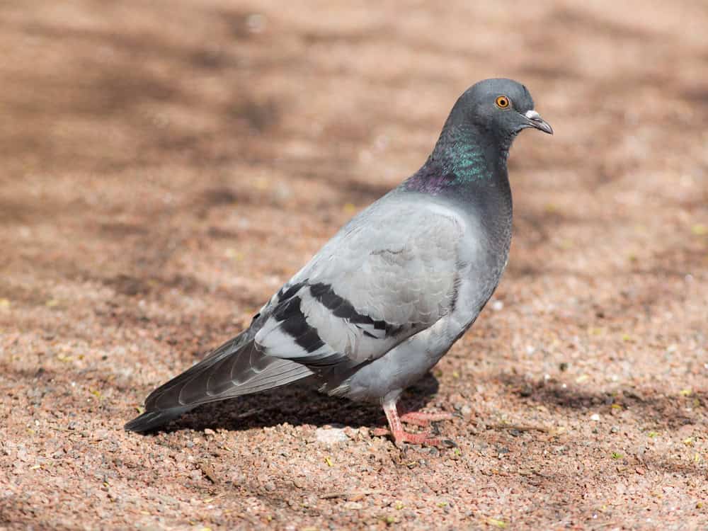 Pigeon gris au sol.