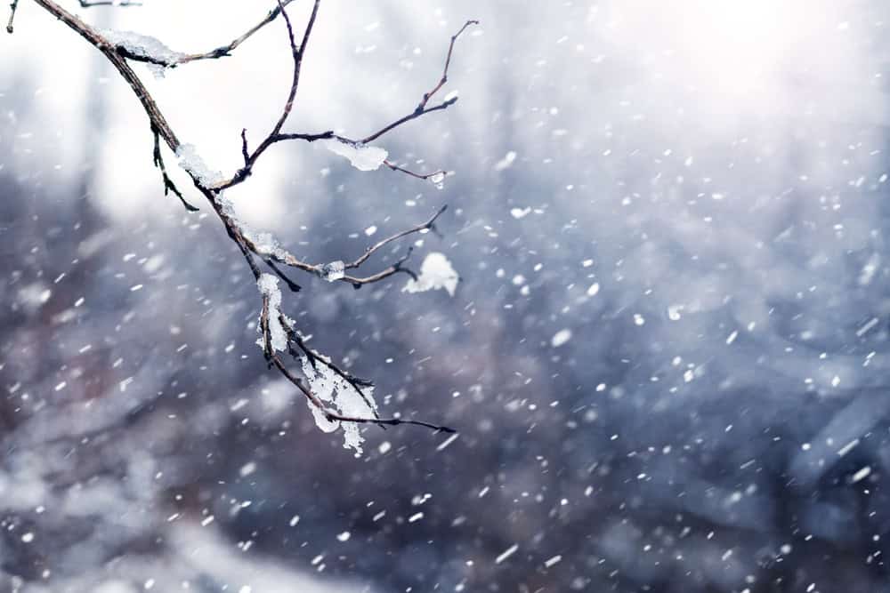 Une branche d'arbre enneigée dans une forêt d'hiver pendant un blizzard