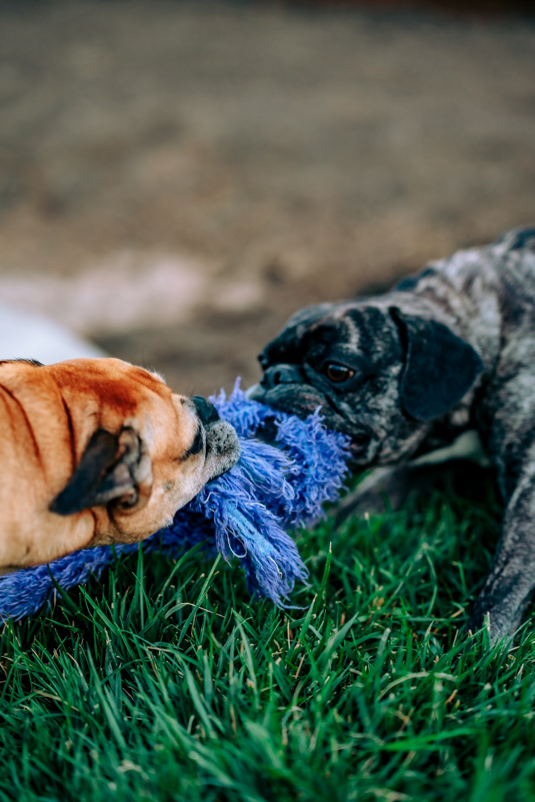 4 jouets remorqueurs interactifs (crédits image : unsplash)