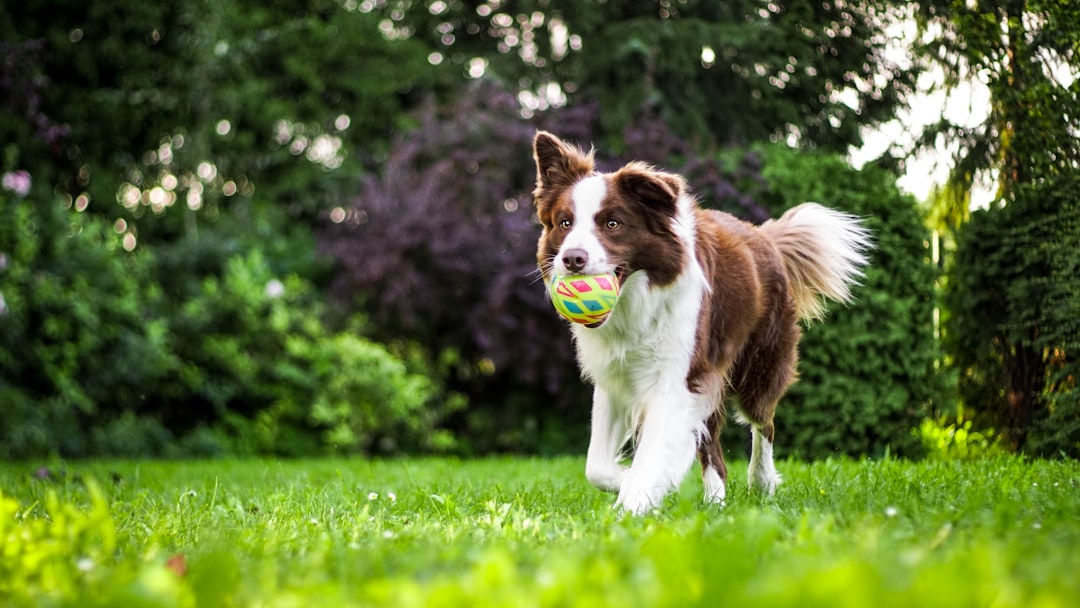 6 Suivez le leader (crédits image : unsplash)