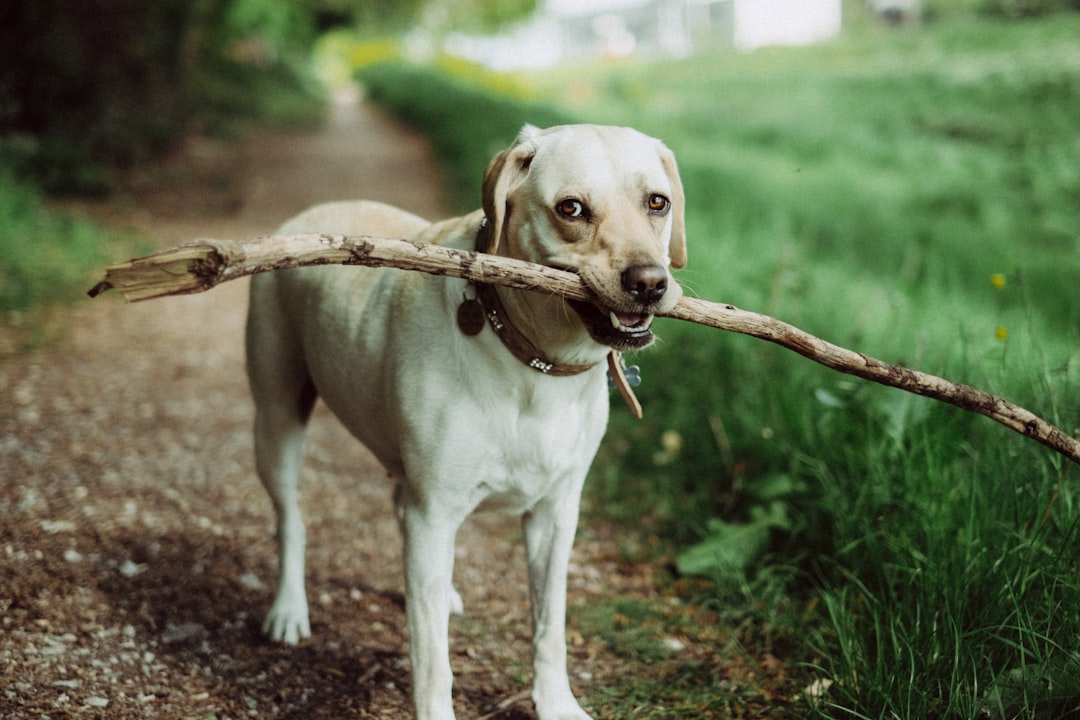 5 Shell Game (crédits image : unsplash)
