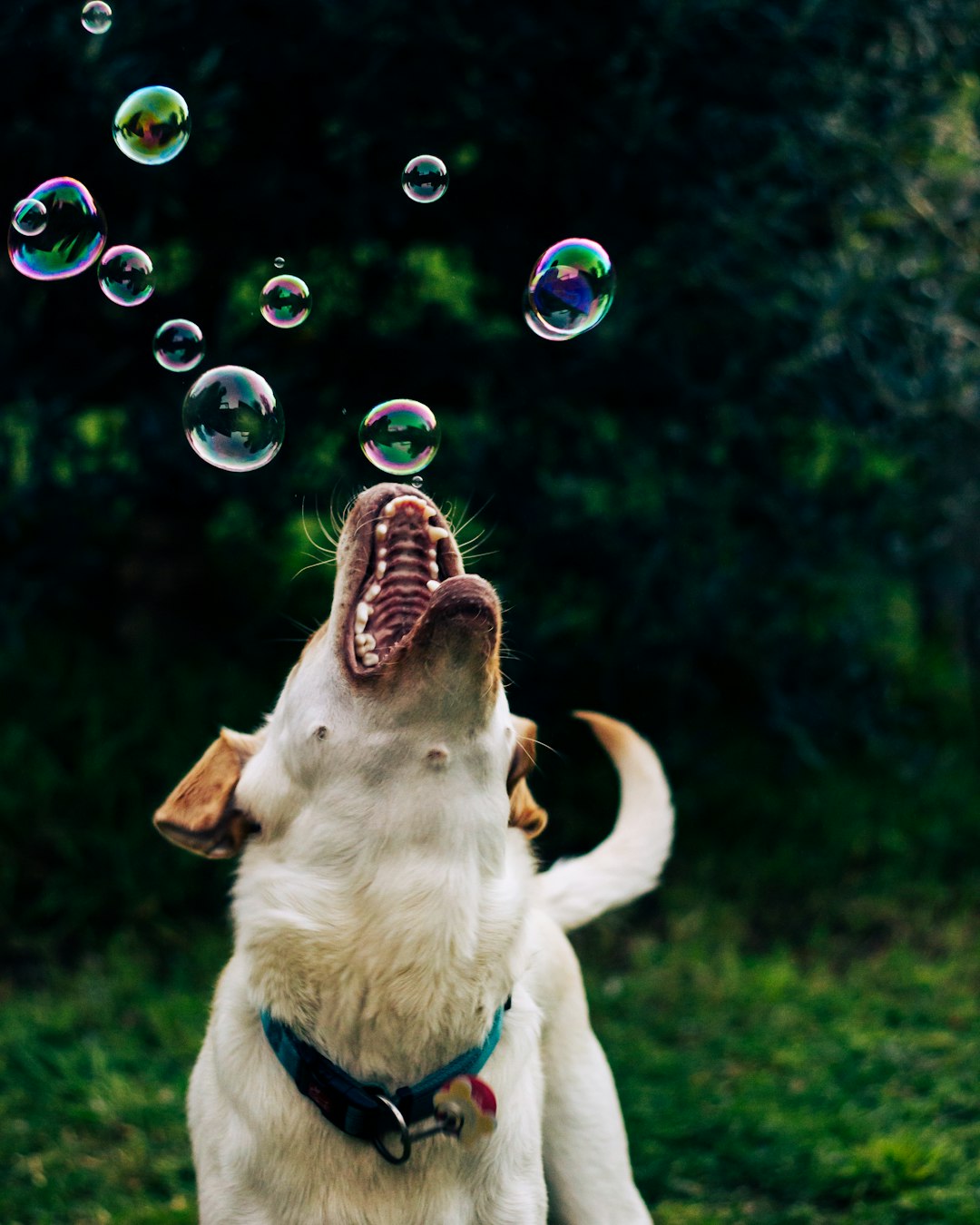 3 Bubble Chasing (crédits image : unsplash)