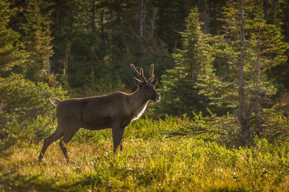 Caribou des bois
