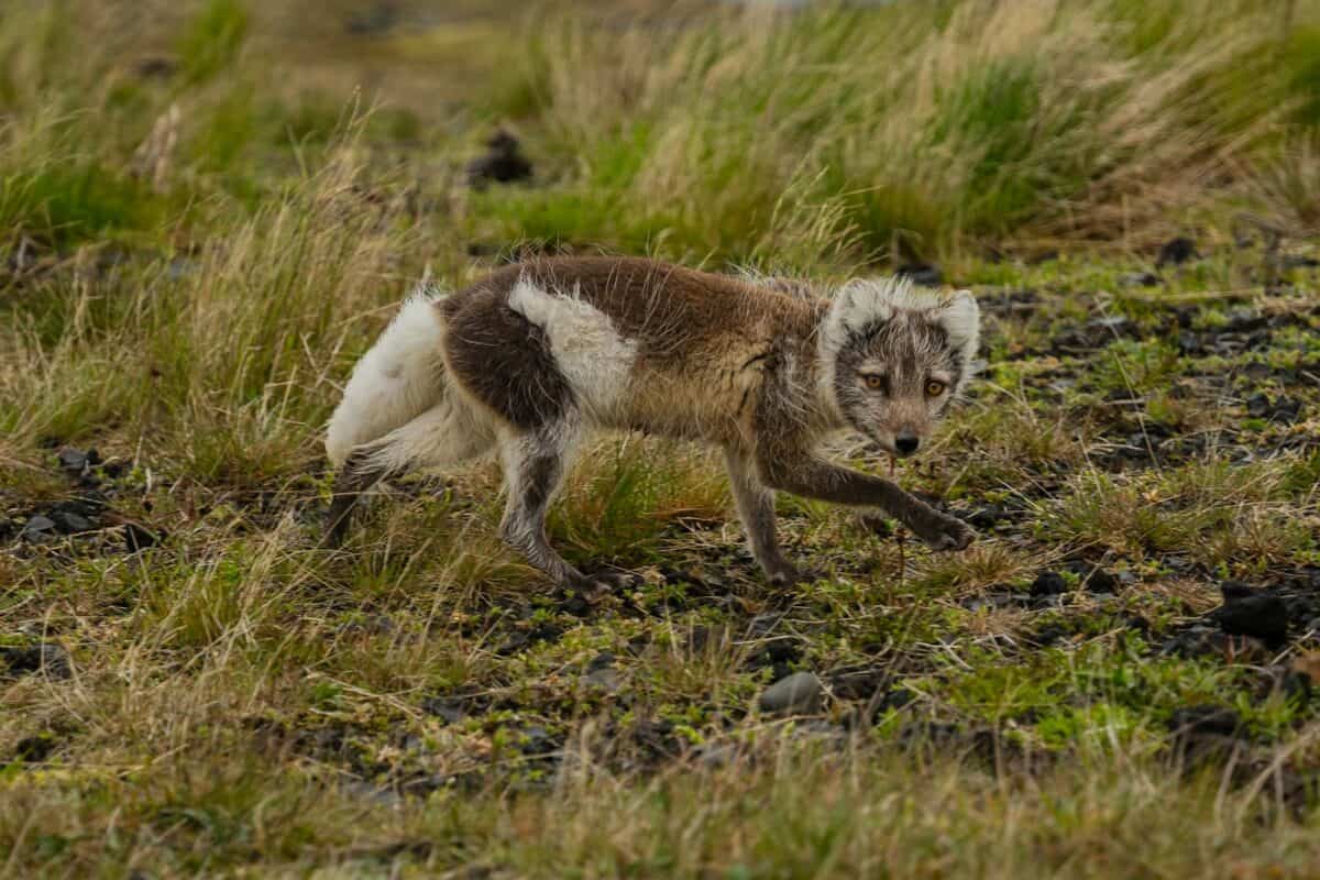 Un chien brun et blanc marchant dans un champ couvert d'herbe