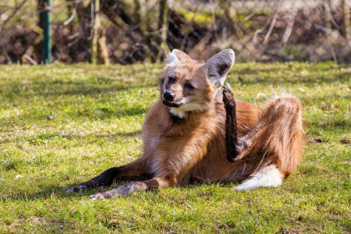 Le loup à crinière, Chrysocyon brachyurus, est le plus grand canidé d'Amérique du Sud.