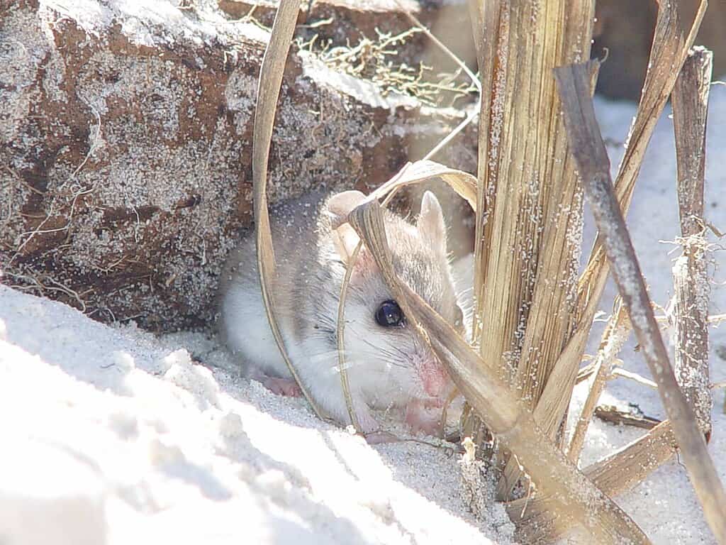 Souris de plage de l'Alabama