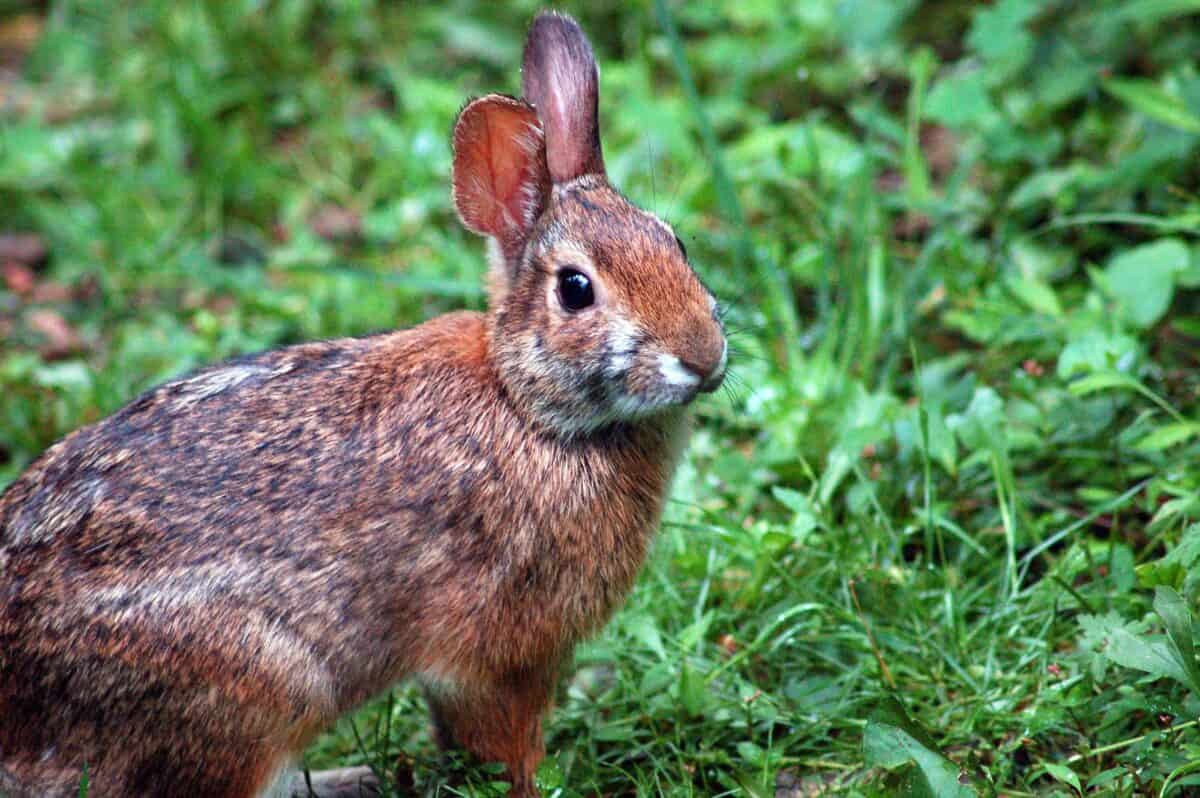 Lapin des Appalaches