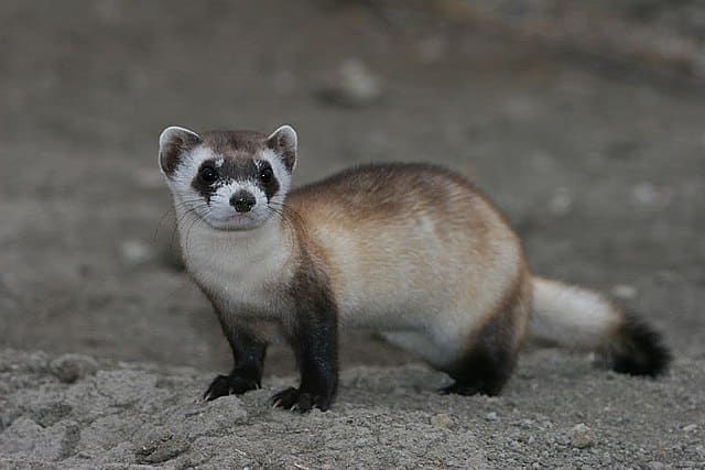 Furet aux pieds noirs