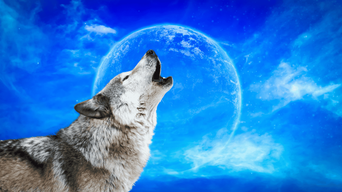 Animal esprit loup