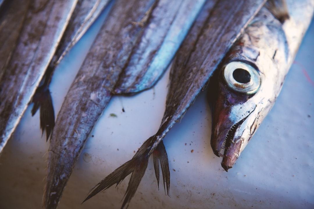 La disparition de la sardine en Californie (crédits image : unsplash)