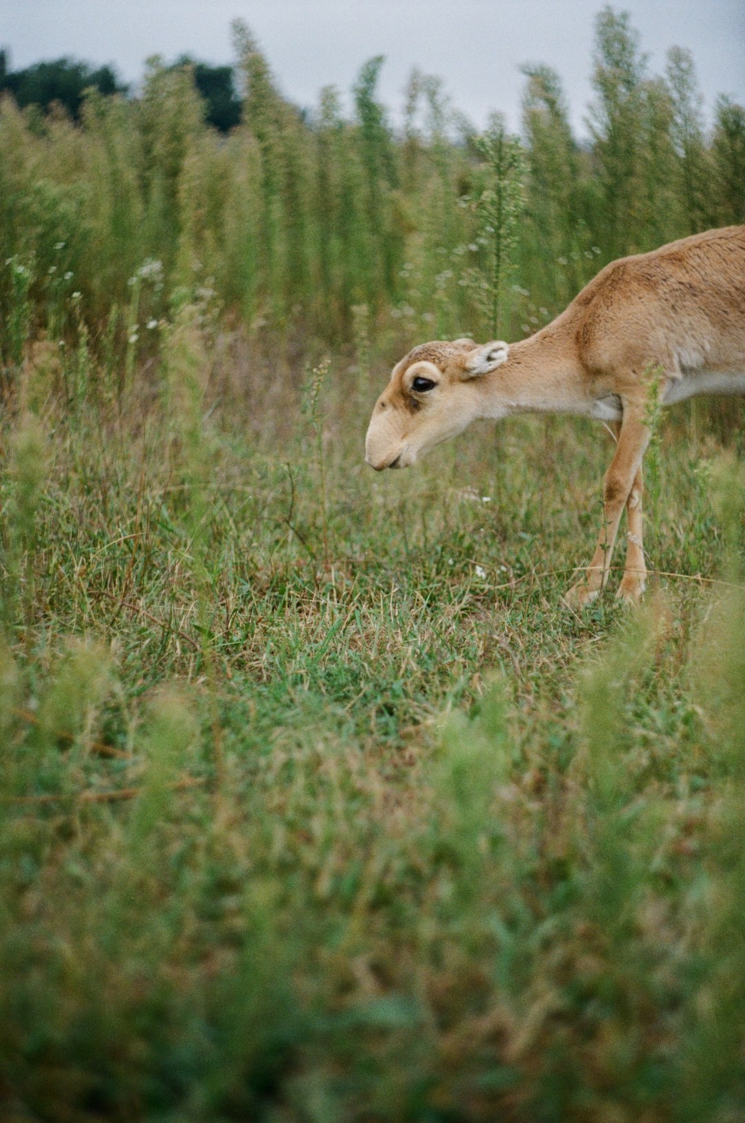 Les morts mystérieuses des antilopes saïga (crédits image : unsplash)