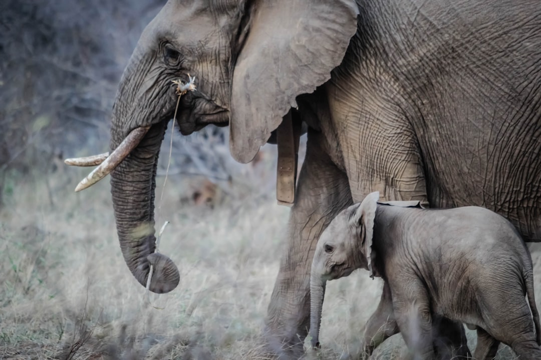 La mort énigmatique d'éléphants au Botswana (crédits image : unsplash)