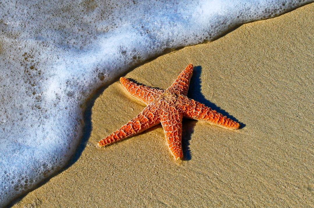 L'étrange cas de l'étoile de mer à Washington (crédits image : unsplash)
