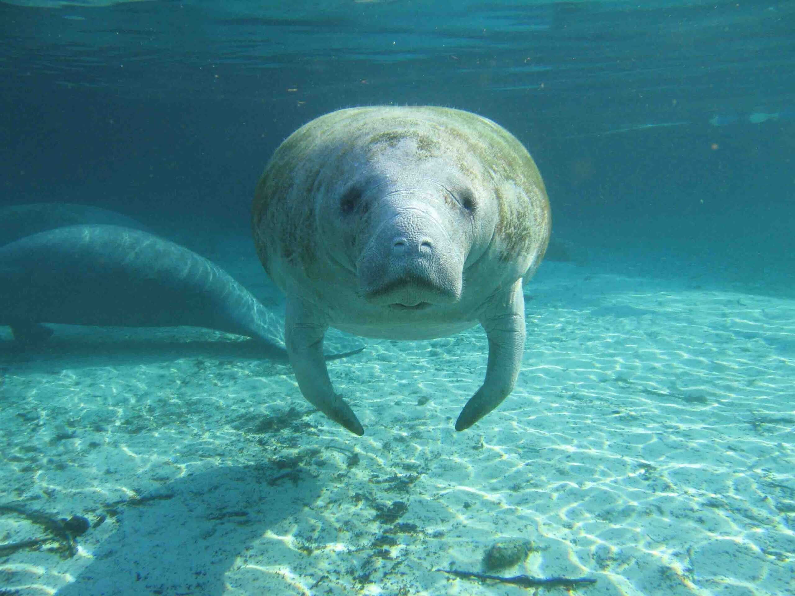 Le mystère des lamantins en Floride (crédits image : wikimedia)