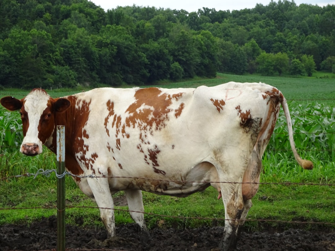 L'étrange cas des vaches dans le Wisconsin (crédits image : unsplash)